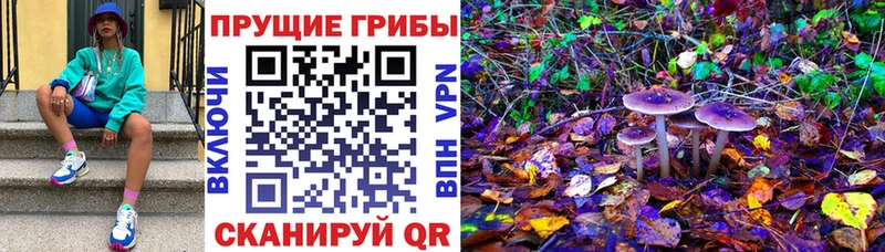 Псилоцибиновые грибы Psilocybe  Чита 